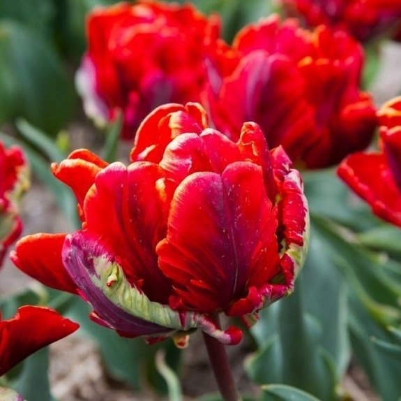 Tulipan papuzi Rococo Double